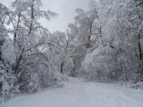 Fototapeta Winter forest