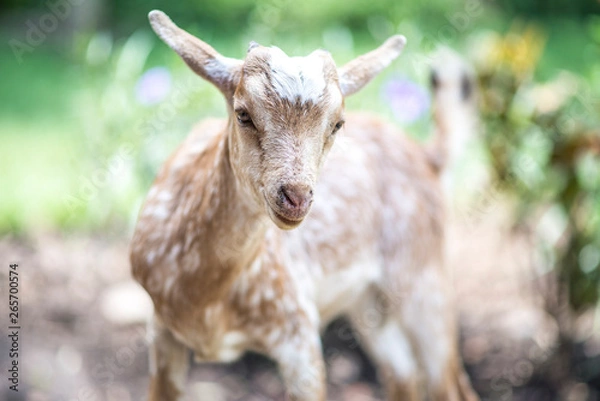 Fototapeta Goat close-up with green background