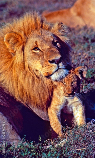 Fototapeta South Africa: A lion with his cup in Shamwari Game Reserve