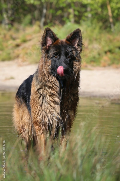 Fototapeta Portrait of a German Shepherd after swimming