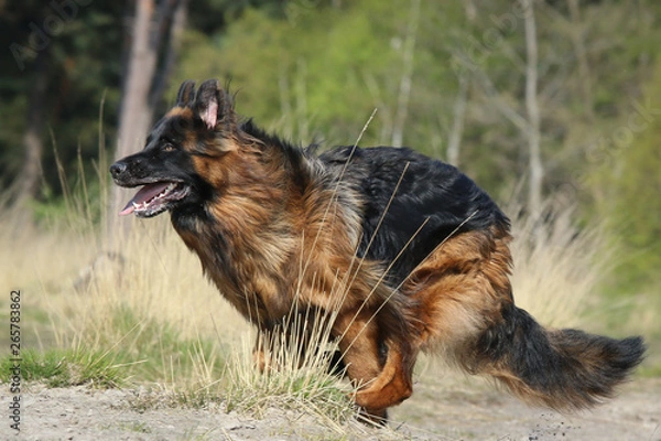 Fototapeta German Shepherd action shot