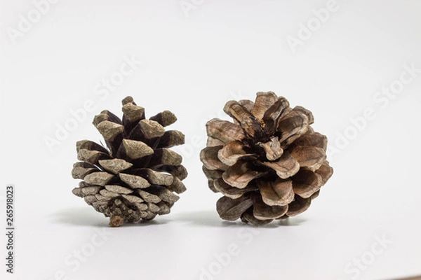 Fototapeta brown pine cone isolated on white background