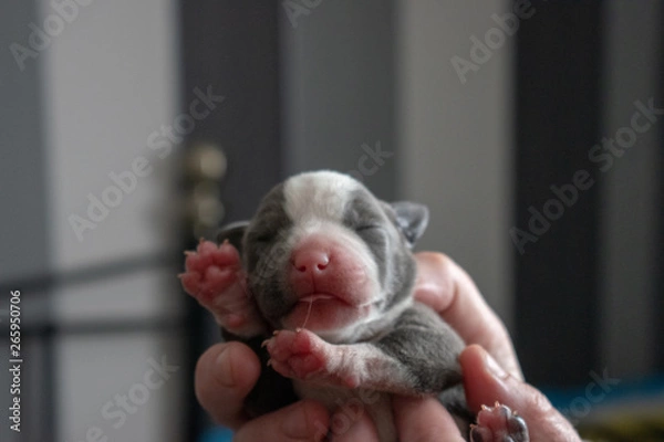 Fototapeta Puppy blue and white Stafffordshire bull terriers, pitbulls 4 days old