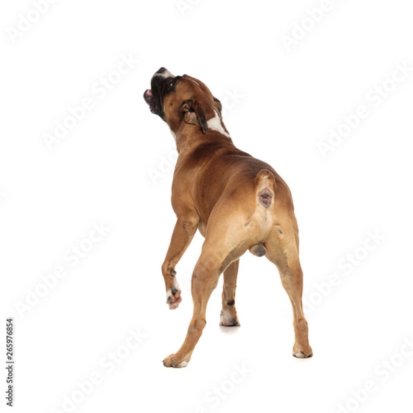 Fototapeta beutiful boxer captured from behind