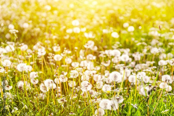 Fototapeta Golden sunset on the meadow with dandelions - seasonal allergy