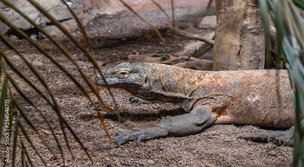 Fototapeta The Komodo dragon is a species of lizard found in the Indonesian islands.