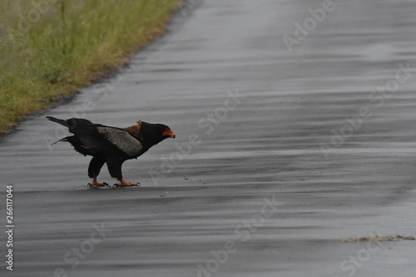 Fototapeta Aigle bateleur mangeant une carcasse sur la route