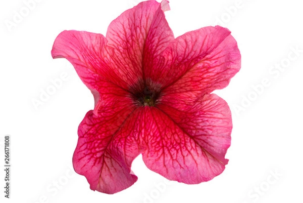 Fototapeta petunia flower isolated