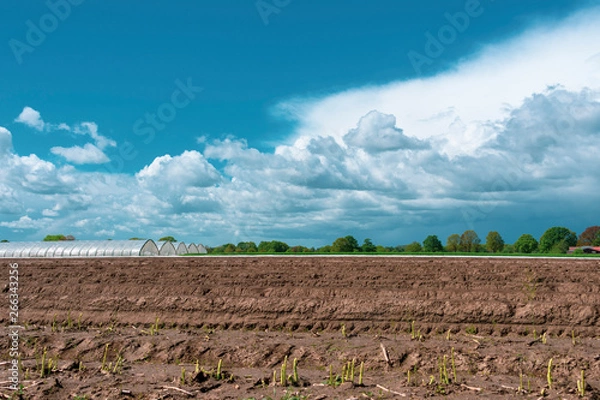 Fototapeta Landschaft mit Spargelfeld im Vordergrund bei blauem Wolkenhimmel. Standort: Deutschland, Nordrhein-Westfalen, Heiden