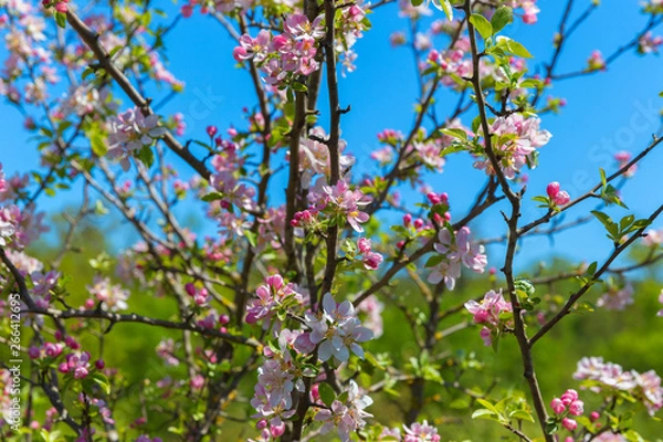 Fototapeta Blooming wild apple in the forest