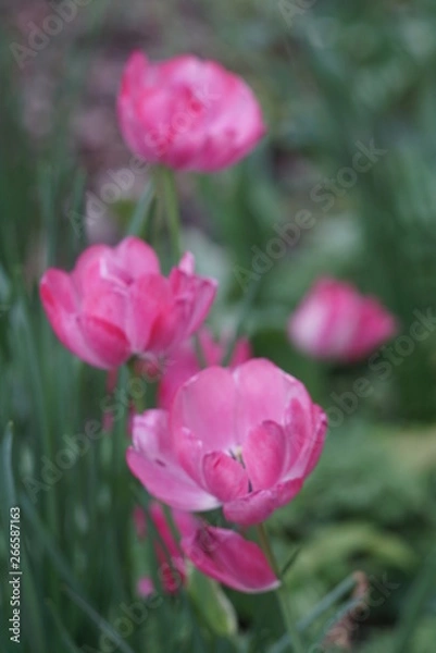 Fototapeta Pink magenta tulips