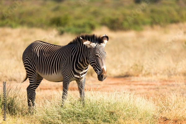 Fototapeta A Grevy Zebra is grazing in the countryside of Samburu in Kenya