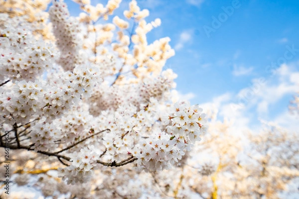 Obraz Sakura flowers blooming. Beautiful pink and white cherry blossom. Cherry Blossom is known as Sakura in Japanese.