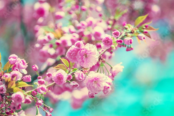 Fototapeta Vintage blossoming orchard. Flowering sakura branches