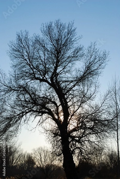 Fototapeta Winter; Sunset backlight with naked trees