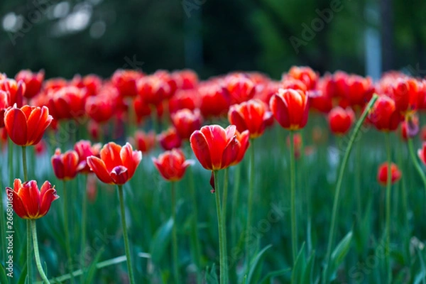 Fototapeta Group of red tulips in the park. Spring landscape