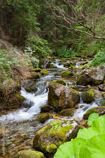 Fototapeta Forest mountain river. Mountain Creek. Tatras