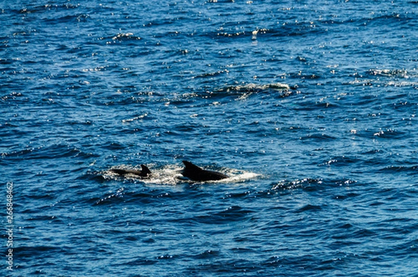 Fototapeta The dorsal fins of two Long-finned pilot whales -Globicephala melas- emerge from the surface of the south atlantic ocean.