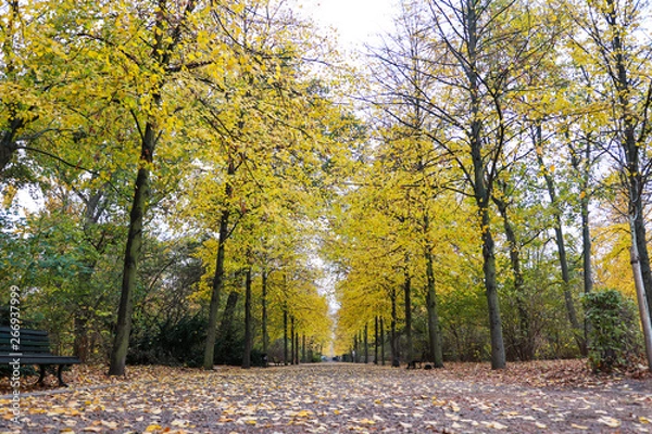 Fototapeta autumn in the park with bench