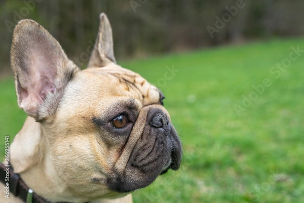 Fototapeta Close up dog face. Pale French bulldog stay on the  green grass background.