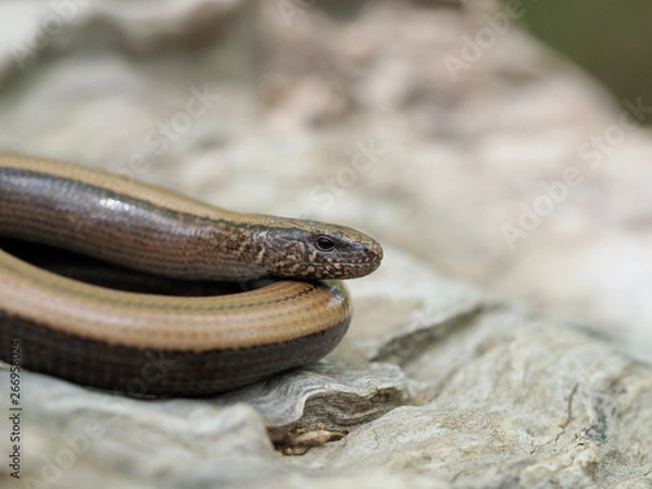 Obraz Slow worm, Anguis fragilis