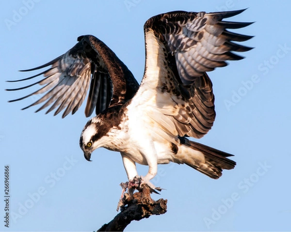 Fototapeta Osprey with wings spread standing on a branch