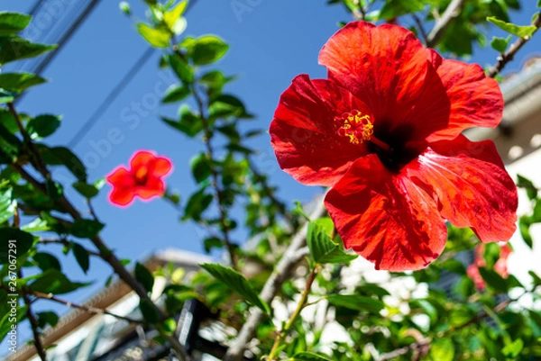 Fototapeta Wild flowers   in natural ambient 