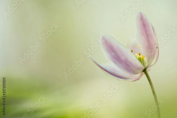 Fototapeta Wild or wood anemone - Anemone Nemorosa