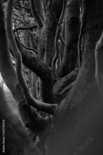 Fototapeta Abstract Black and White Tree Trunks