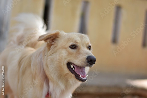 Fototapeta a cute dog playing outdoor