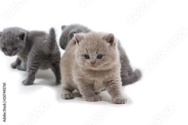 Fototapeta Purple British kitten and two brothers standing on a white background, looking away.