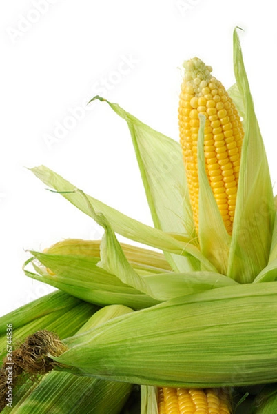 Fototapeta Corn on cob