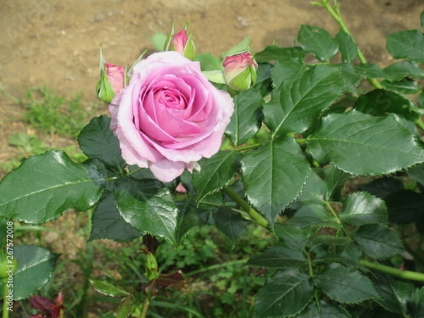 Fototapeta Pink roses