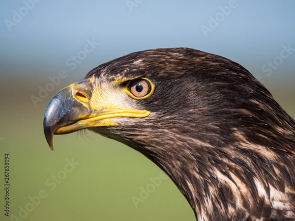 Fototapeta Close-up of an immature American bald eagle