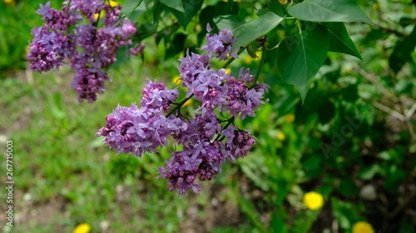 Fototapeta bushes blooming lilac in spring with park