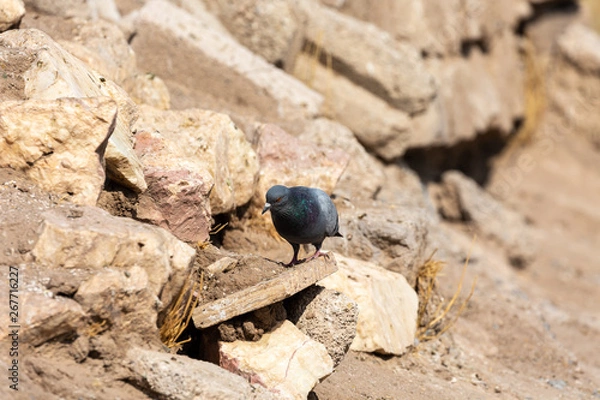 Fototapeta Pigeon on the rocks