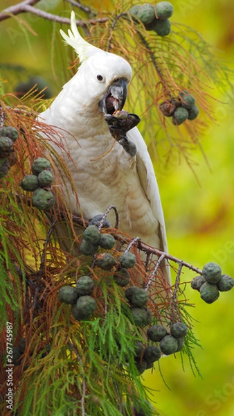 Obraz Australian Cockatoo Eating