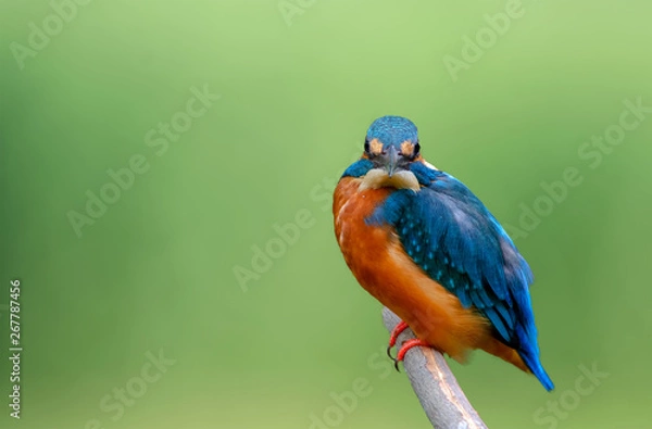 Fototapeta Beautiful bird in nature Common Kingfisher (Alcedo atthis)