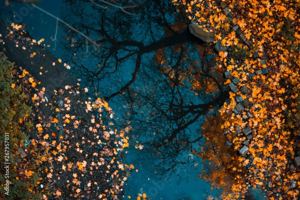 Fototapeta Colorful foliage floating in the dark water with reflection of the trees.