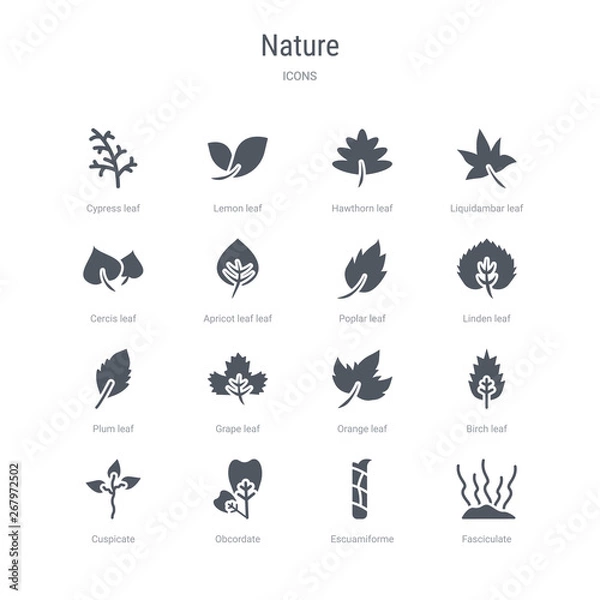 Fototapeta set of 16 vector icons such as fasciculate, escuamiforme, obcordate, cuspicate, birch leaf, orange leaf, grape leaf, plum from nature concept. can be used for web, logo, ui\u002fux