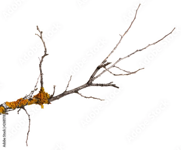 Fototapeta A branch of old dry wood is covered with a yellow lichen. Isolated on a white background.