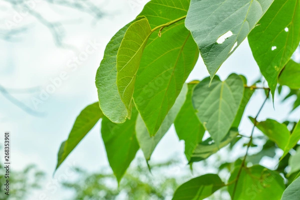 Fototapeta green leaf on blue sky