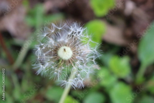 Fototapeta Dandelion flower puff in backyard spring garden 