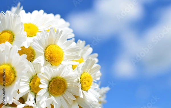 Obraz Bunch of White Daisy flowers on blue sky background close up. Spring Daisy flowers wallpaper.