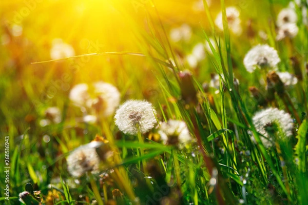 Fototapeta Close up dandelion flowers with sunlight rays. Spring background. Copy space. Soft focus