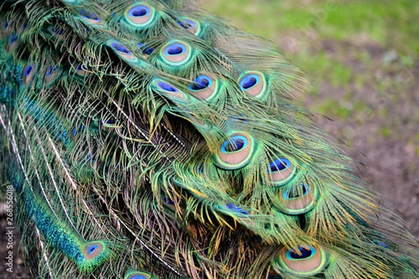 Obraz Peacock bird colorful feather - pattern