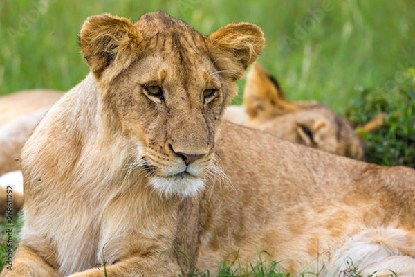 Fototapeta A young lion in close-up, the face of a nearly sleeping lion