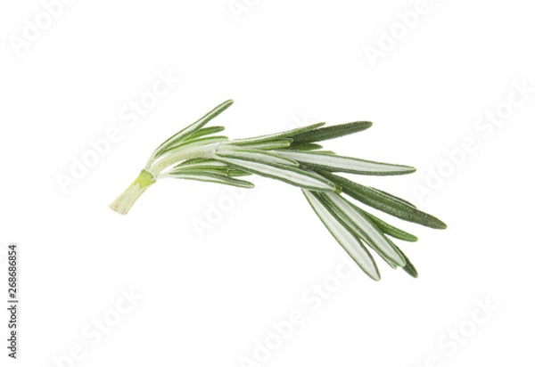 Fototapeta Fresh green rosemary leaves on white background