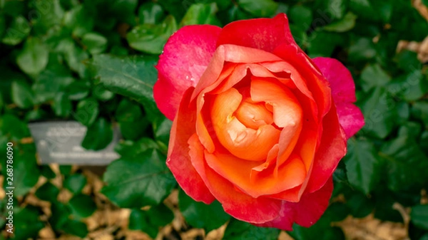 Fototapeta Closeup of beautiful red roses in botanic garden. Spain. 