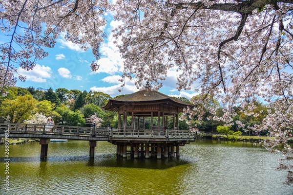 Fototapeta Ukimido Gazebo during cherry blossom